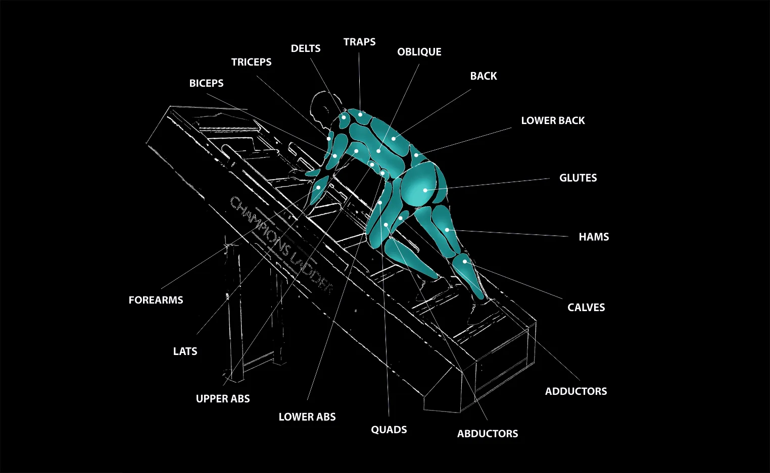 Diagram of the muscle groups engaged during a Champions Ladder workout